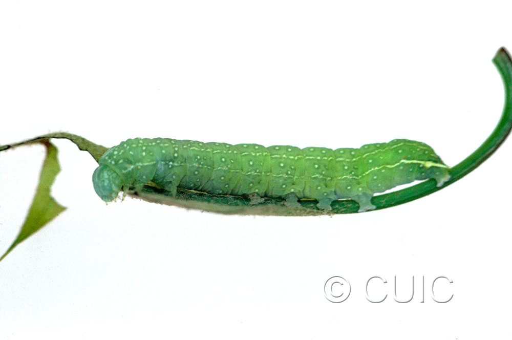 lateral view of larva Psaphida rolandi on Quercus in USA: NY