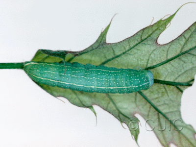 dorsal view of larva Psaphida rolandi or resumens