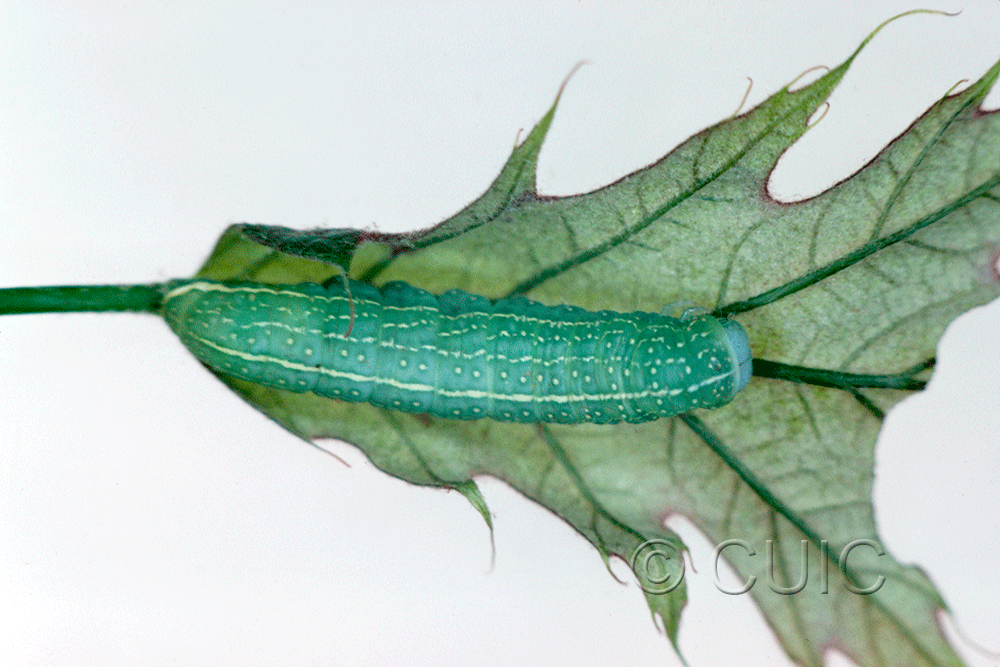 dorsal view of larva Psaphida rolandi or resumens