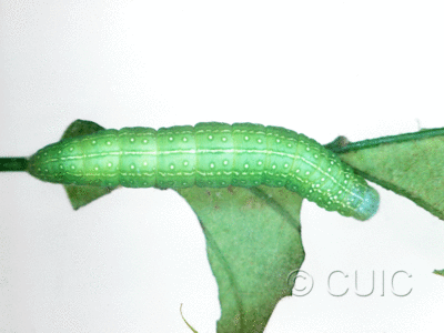 dorsal view of larva Psaphida rolandi or resumens