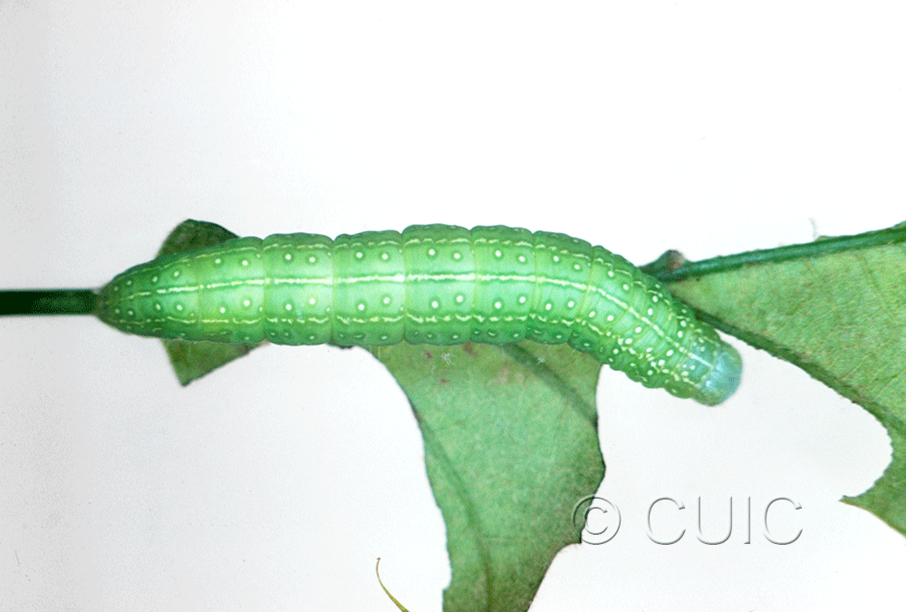 dorsal view of larva Psaphida rolandi or resumens