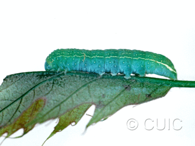 lateral view of larva Psaphida rolandi or resumens