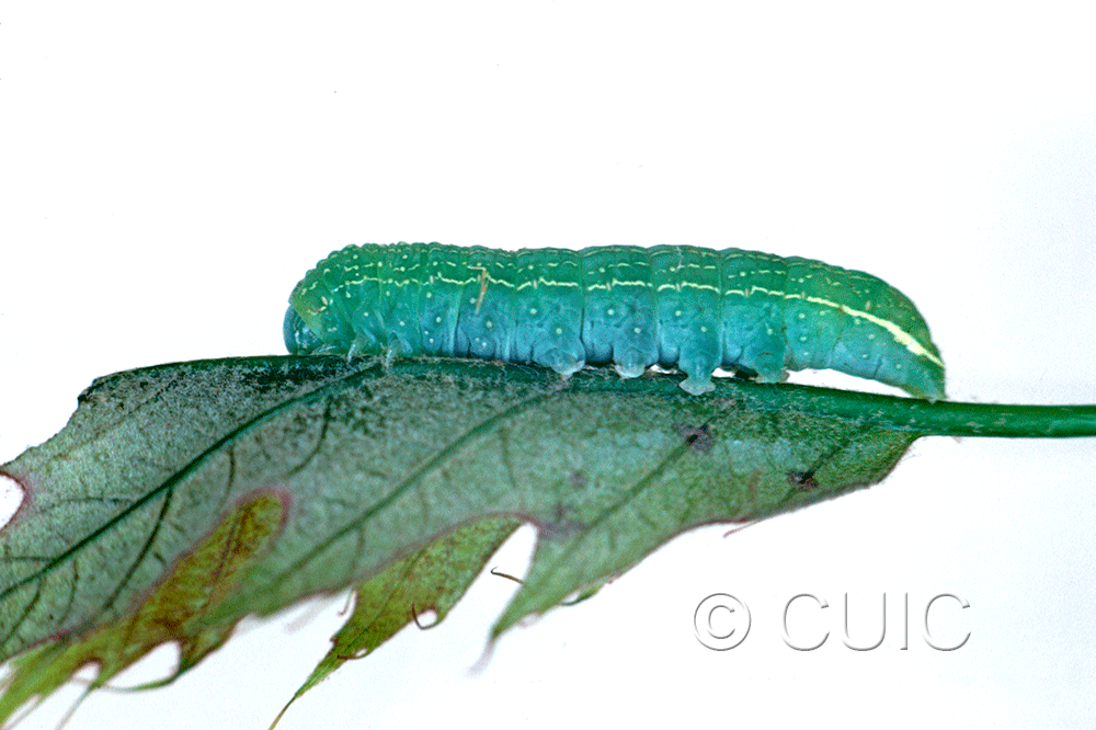 lateral view of larva Psaphida rolandi or resumens