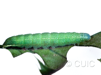 lateral view of larva Psaphida rolandi or resumens