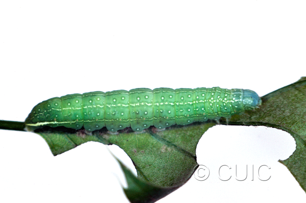 lateral view of larva Psaphida rolandi or resumens