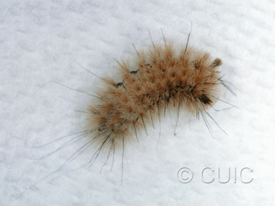 dorsal view of larva Pseudopanthea palata on Quercus gambelii in USA: AZ