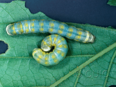 dorsal / lateral view of larva Pyreferra citrombra on Corylus, Hamamelis in USA: NY