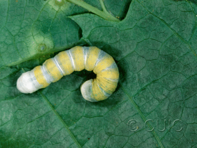dorsal view of larva Pyreferra indirecta
