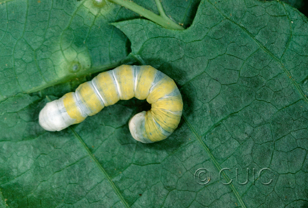 dorsal view of larva Pyreferra indirecta