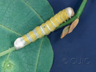 lateral view of larva Pyreferra indirecta on Hamamelis in USA: NY