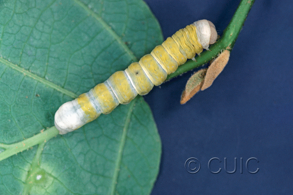 lateral view of larva Pyreferra indirecta on Hamamelis in USA: NY