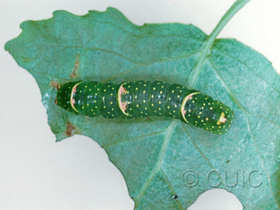 dorsal view of larva Raphia frater on Populus deltoides in USA: TX