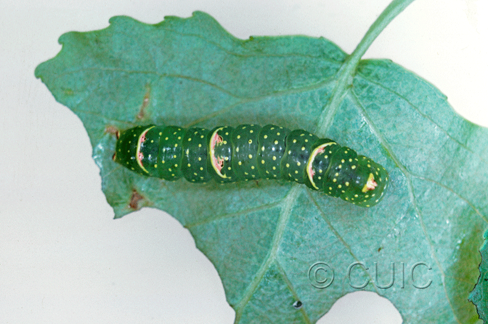dorsal view of larva Raphia frater on Populus deltoides in USA: TX