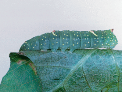 lateral view of larva Raphia frater on Populus deltoides in USA: TX