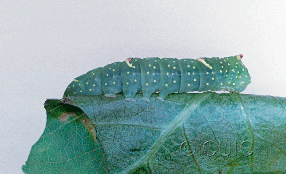 lateral view of larva Raphia frater on Populus deltoides in USA: TX