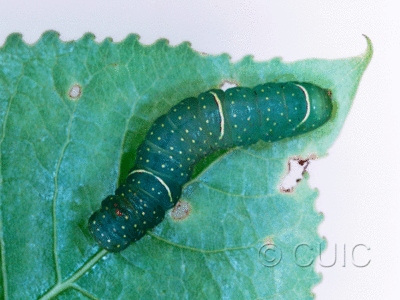 dorsal view of larva Raphia frater on Populus deltoides in USA: TX