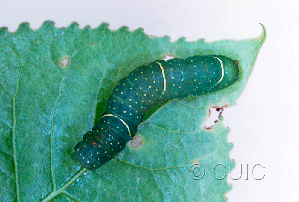 dorsal view of larva Raphia frater on Populus deltoides in USA: TX