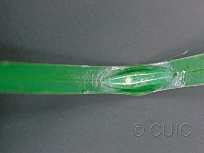 dorsal view of larva Rivula propinqualis on grass (pupal picture) in USA: NY