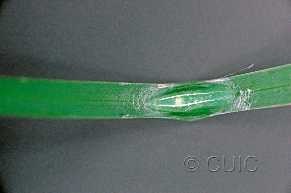 dorsal view of larva Rivula propinqualis on grass (pupal picture) in USA: NY