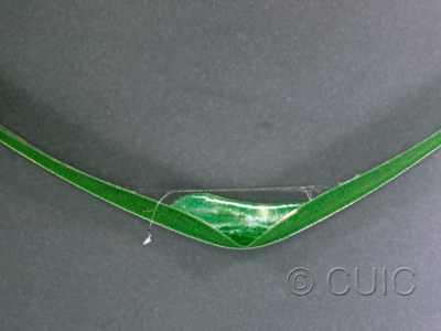 lateral view of larva Rivula propinqualis on grass (pupal picture) in USA: NY