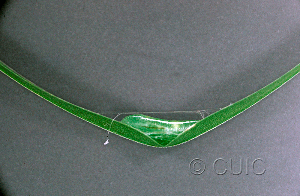 lateral view of larva Rivula propinqualis on grass (pupal picture) in USA: NY