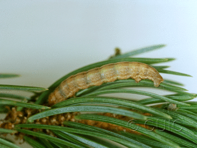 lateral view of larva Sabulodes sericeata in USA: AZ