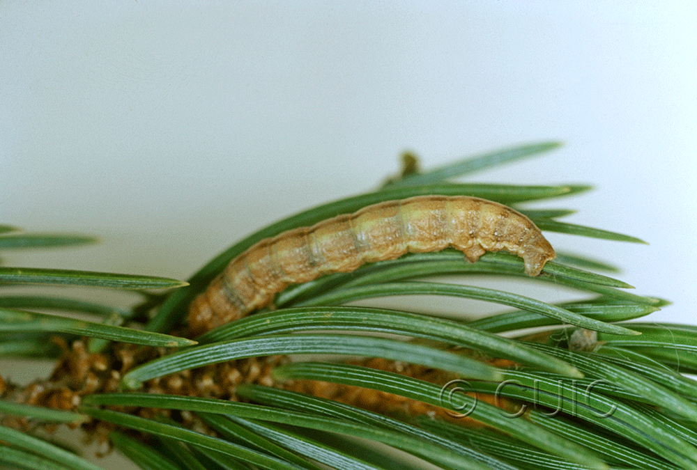 lateral view of larva Sabulodes sericeata in USA: AZ