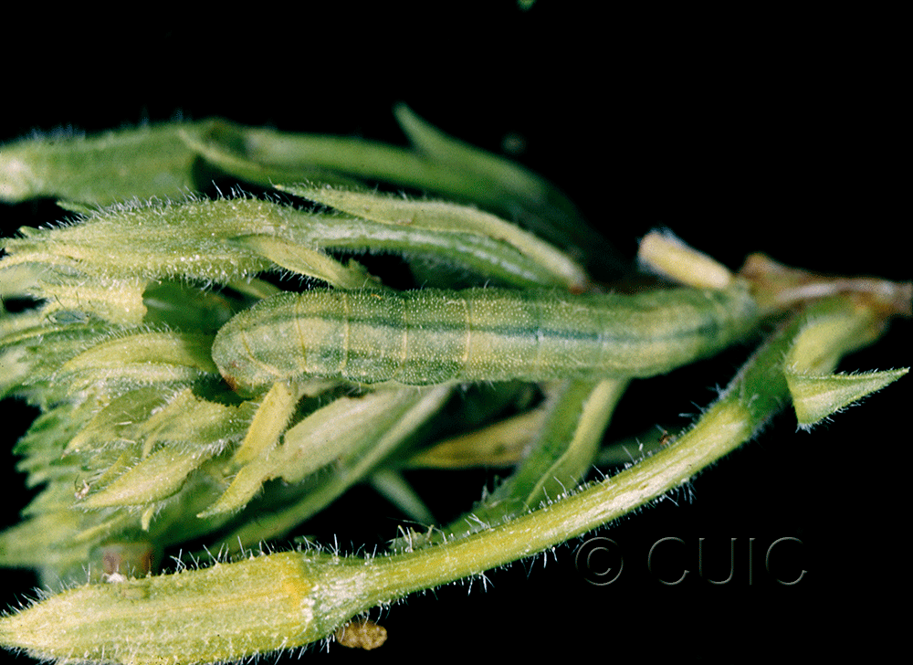 dorsal view of larva Schinia florida