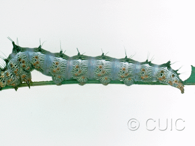 lateral view of larva Schizura biedermani on Quercus gambelii in USA: AZ