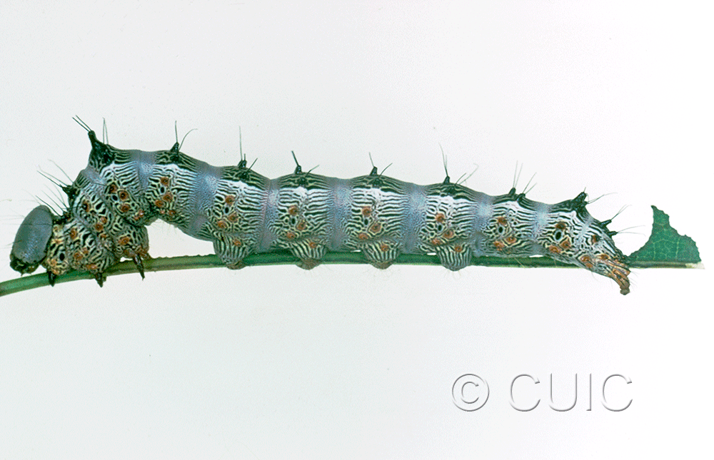 lateral view of larva Schizura biedermani on Quercus gambelii in USA: AZ