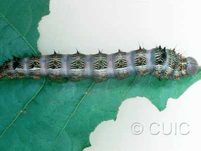dorsal view of larva Schizura biedermani on Quercus gambelii in USA: AZ