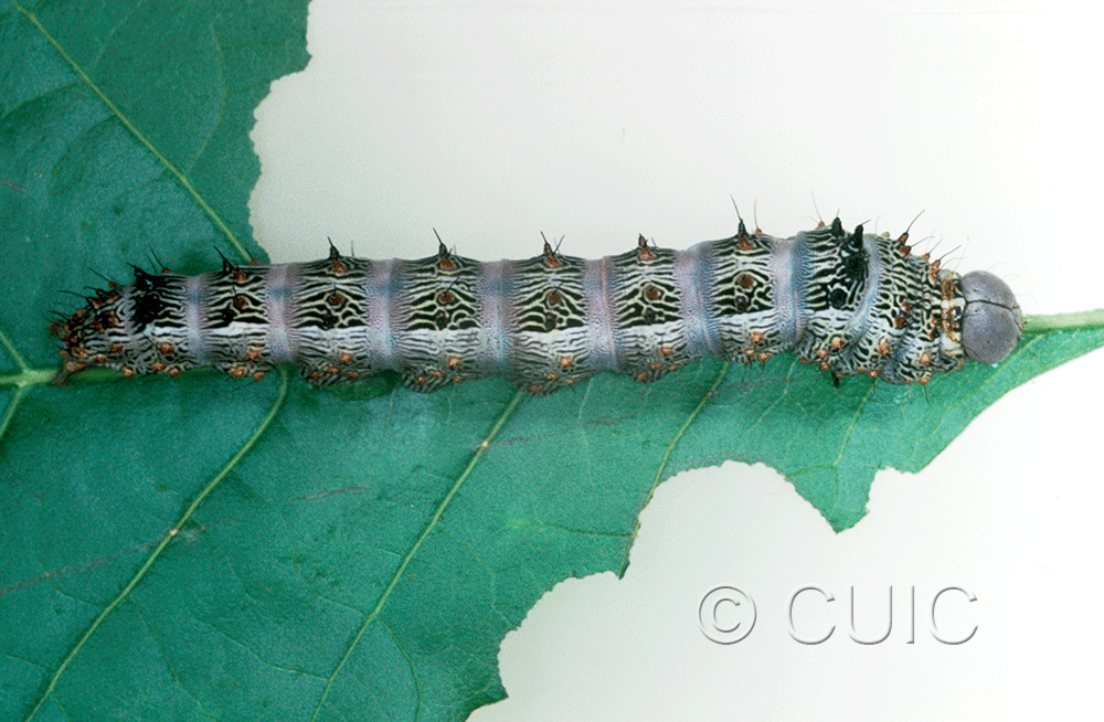 dorsal view of larva Schizura biedermani on Quercus gambelii in USA: AZ