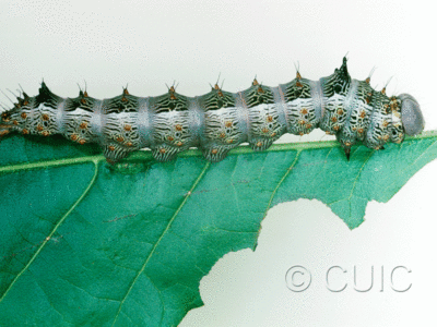 lateral view of larva Schizura biedermani on Quercus gambelii in USA: AZ