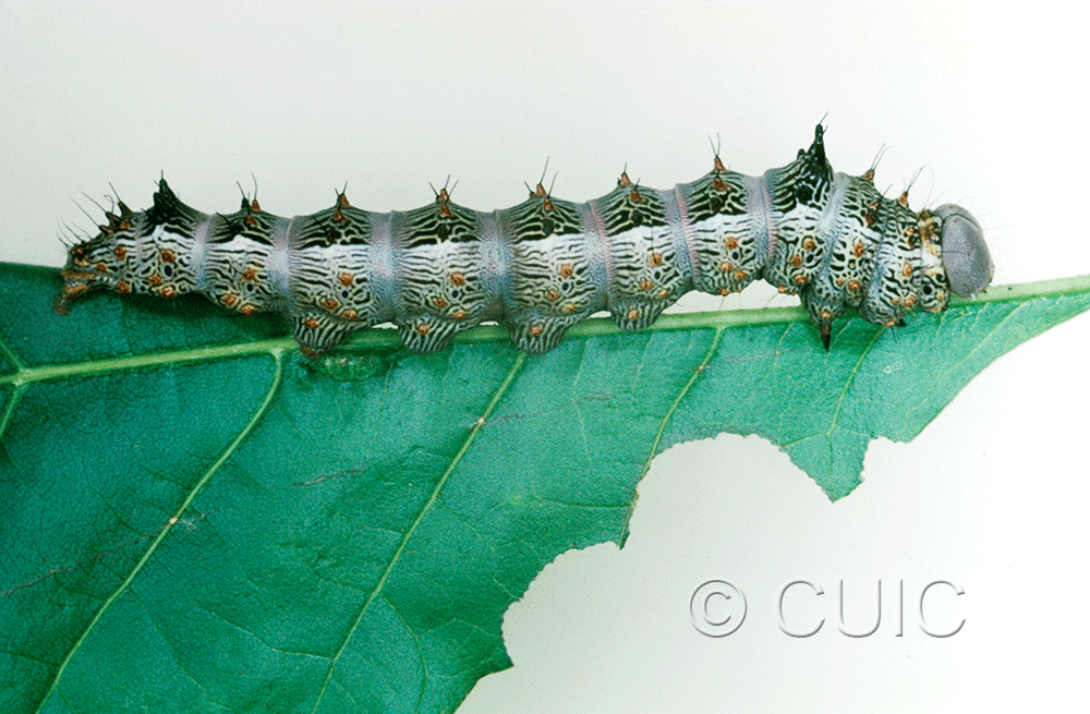 lateral view of larva Schizura biedermani on Quercus gambelii in USA: AZ