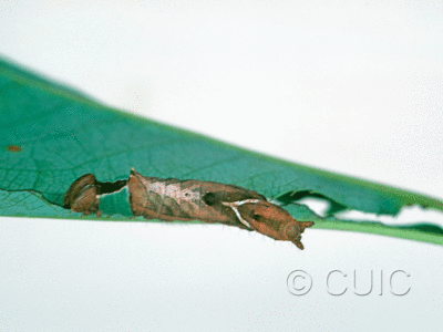 dorsal view of larva Schizura unicornis on Prunus virginiana in USA: NY