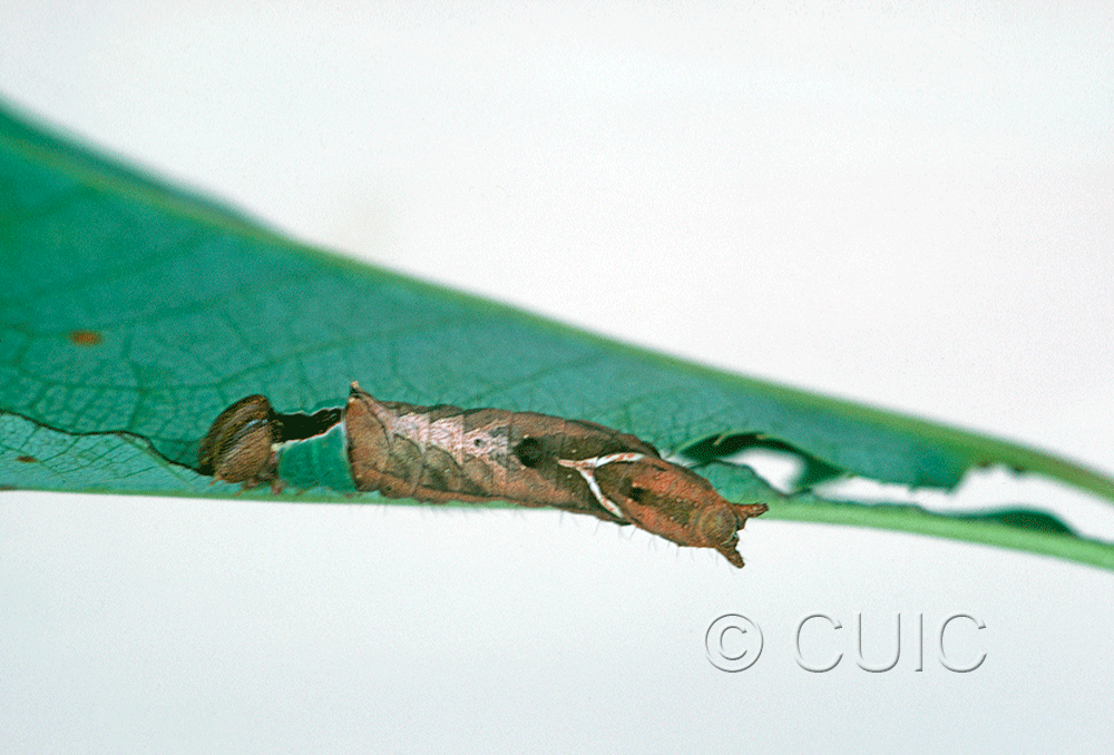 dorsal view of larva Schizura unicornis on Prunus virginiana in USA: NY