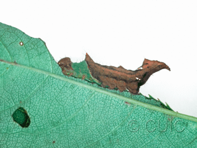 lateral view of larva Schizura unicornis on Prunus virginiana in USA: NY