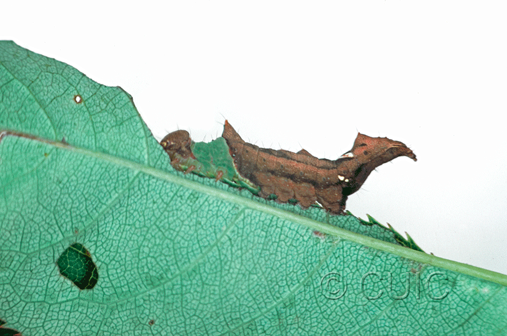 lateral view of larva Schizura unicornis on Prunus virginiana in USA: NY