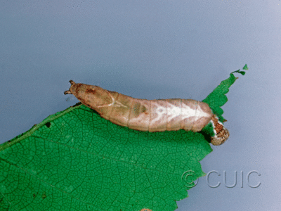 dorsal view of larva Schizura unicornis on Prunus virginiana in USA: NY