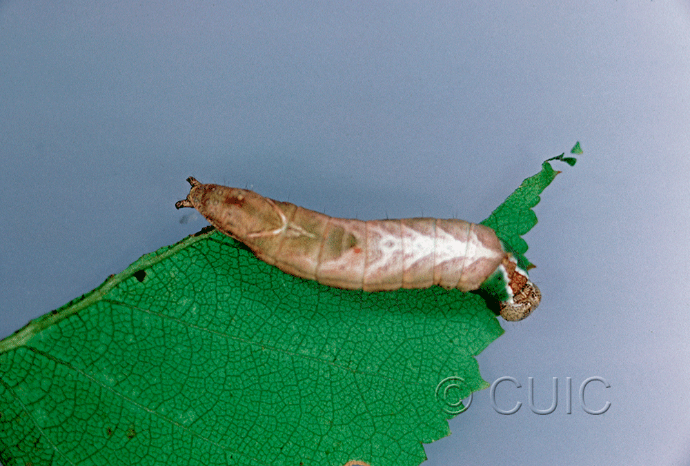 dorsal view of larva Schizura unicornis on Prunus virginiana in USA: NY