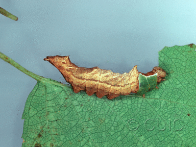 lateral view of larva Schizura unicornis on Prunus virginiana in USA: NY