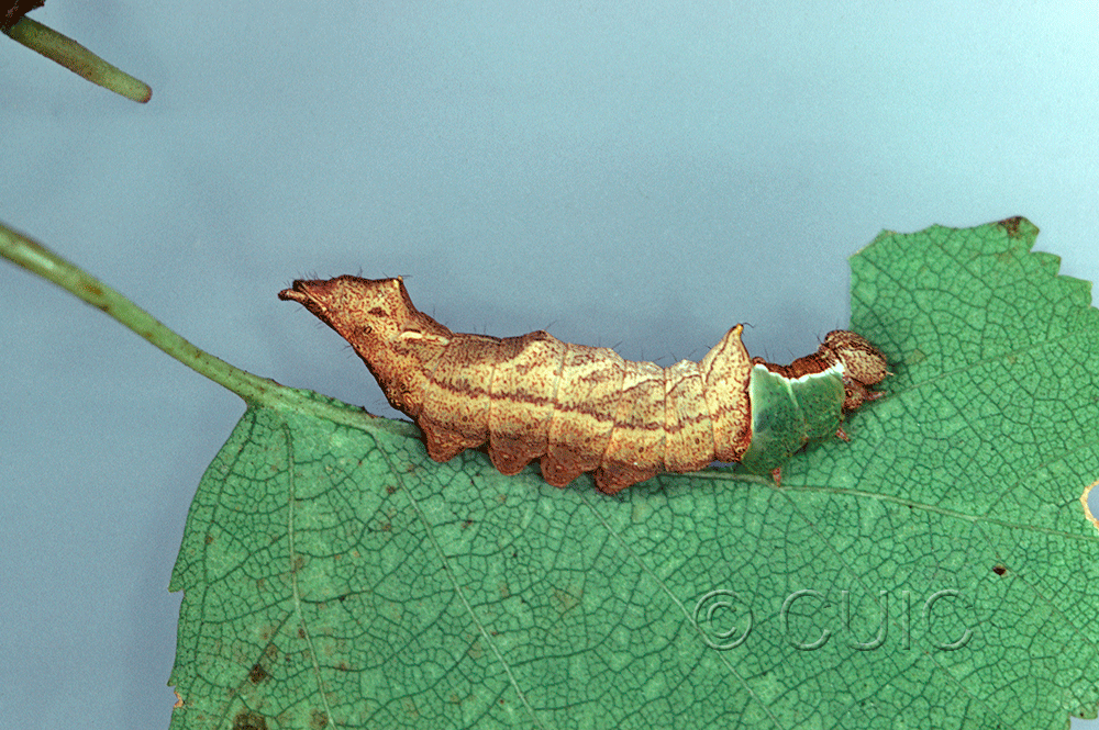 lateral view of larva Schizura unicornis on Prunus virginiana in USA: NY