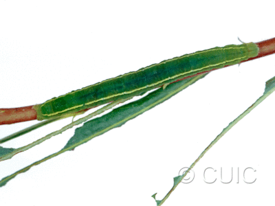 dorsal view of larva Scoliopteryx libatrix on Salix