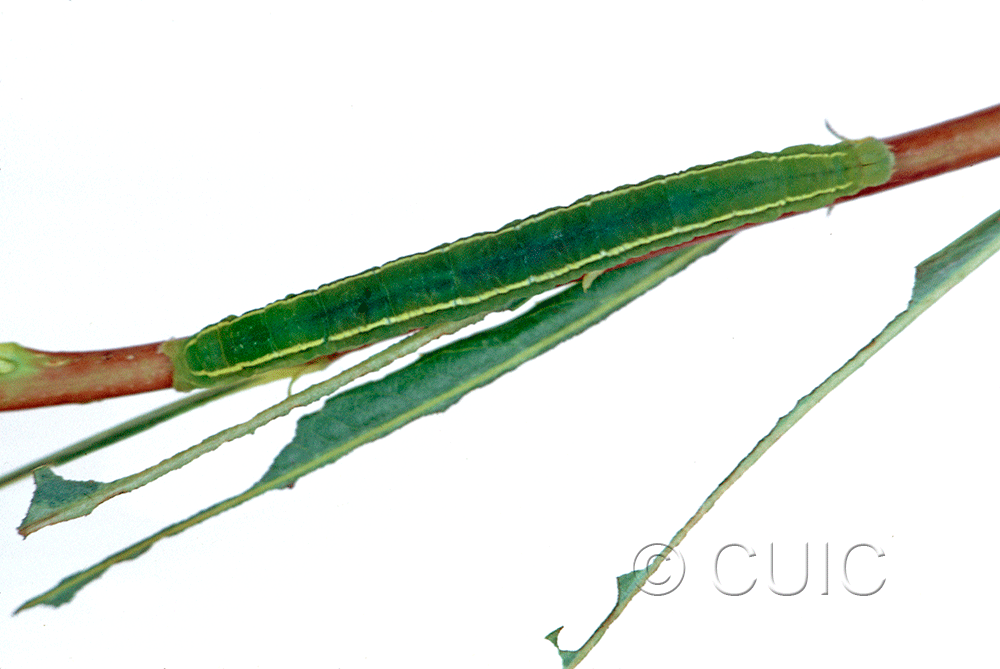 dorsal view of larva Scoliopteryx libatrix on Salix