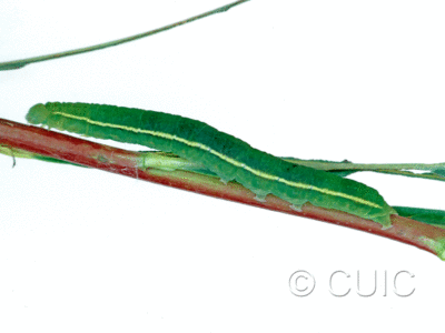 lateral view of larva Scoliopteryx libatrix on Salix