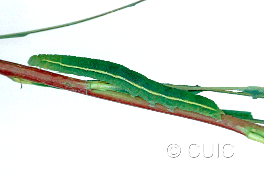 lateral view of larva Scoliopteryx libatrix on Salix