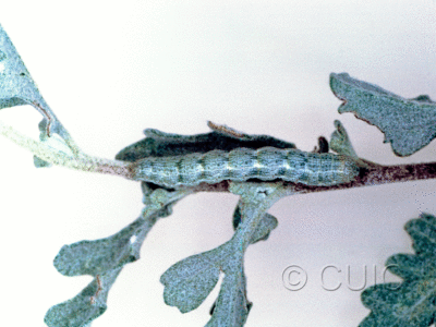 dorsal view of larva Semiothisa sp. in USA: AZ