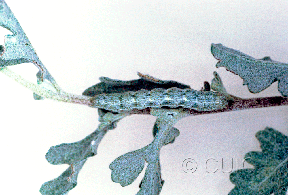 dorsal view of larva Semiothisa sp. in USA: AZ