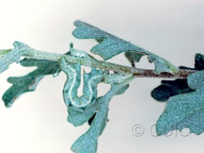 lateral view of larva Semiothisa sp. in USA: AZ