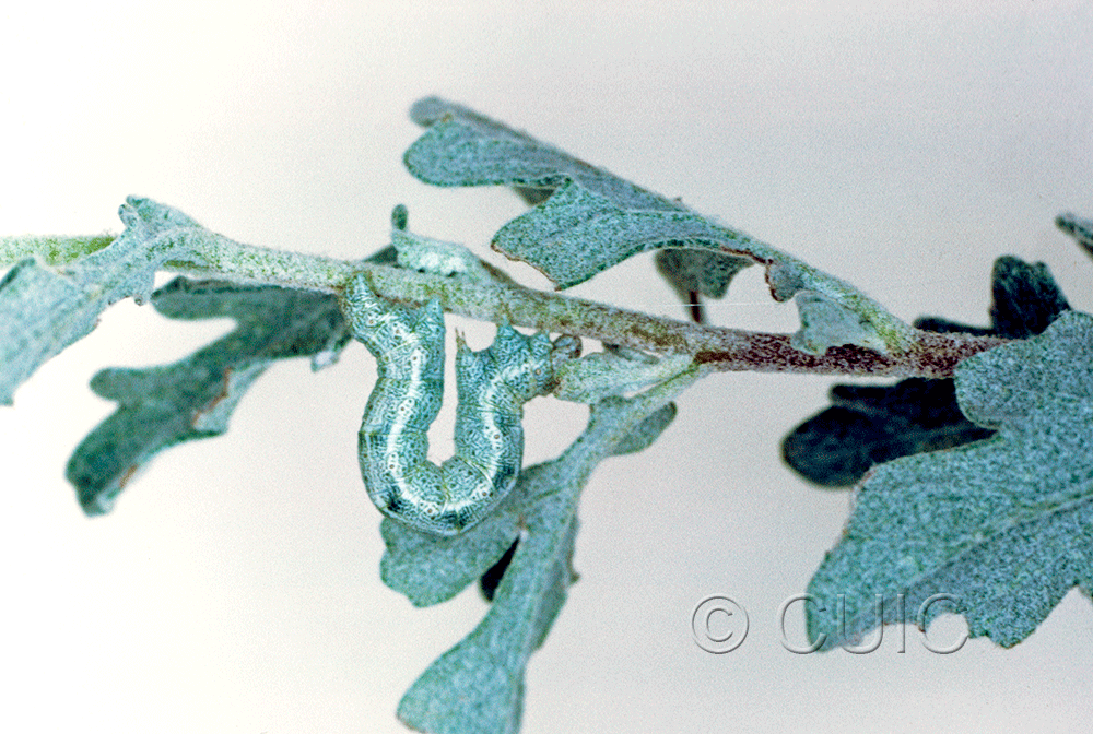 lateral view of larva Semiothisa sp. in USA: AZ